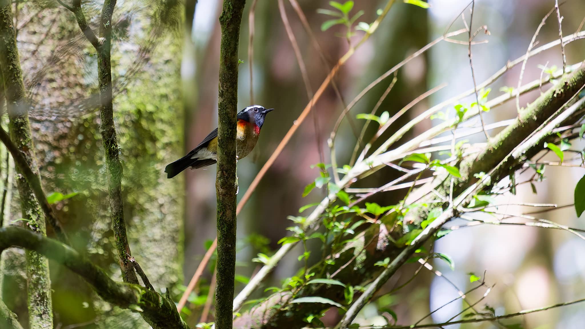 05 - Alishan (39).jpg